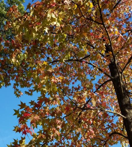 Photo of sweet gum tree, looking upward into branches showing fall color leaves and blue sky