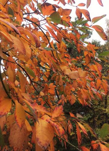 Photo of sassafras branches with brightly colored autumn leaves.