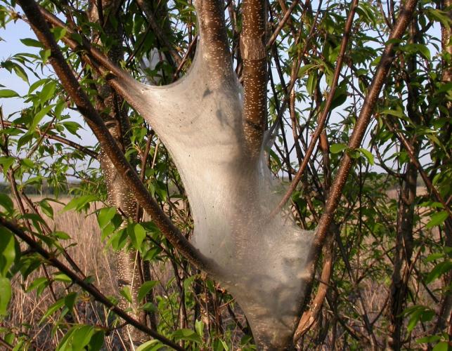 Silky shelter of eastern tent caterpillars connected to trunk and several branches of a small tree