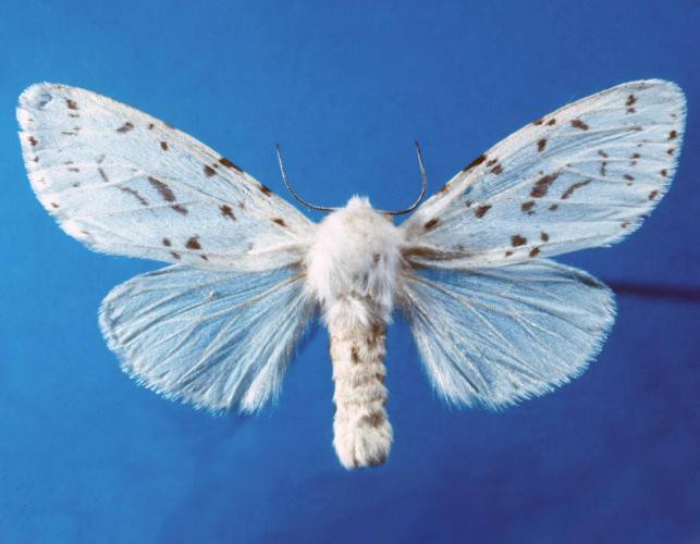 Adult fall webworm moth, pinned, with white wings with black speckles