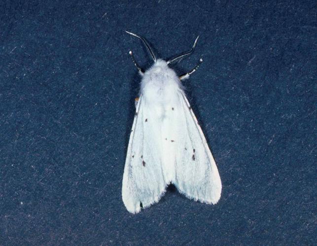 Adult male fall webworm moth, pinned specimen on a blue background