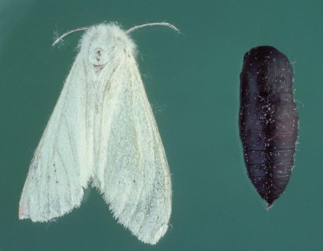 Female fall webworm moth and pupa, pinned specimens with a green background