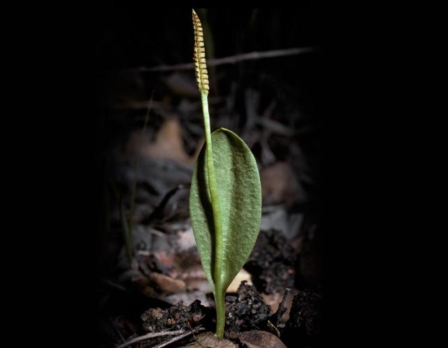 Photo of an Engelmann’s adder’s tongue with a black background