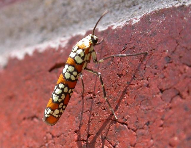 Adult ailanthus webworm moth resting on a brick wall