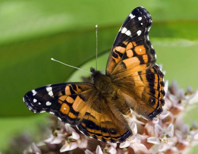 American lady nectaring on a milkweed flower cluster, wings spread