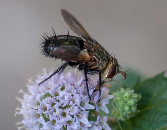 Tachinid fly Archytas apicifer perched on a mint flower, viewed from side
