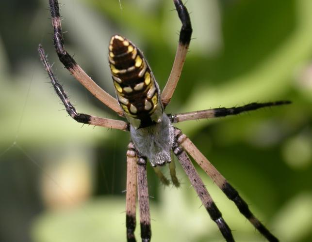 Photo of young adult female black-and-yellow garden spider in her web