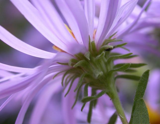 Side view of aromatic aster flowerhead, showing recurving involucral bracts beneath the purplish ray flowers