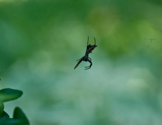 Photo of an arrowshaped micrathena in her web