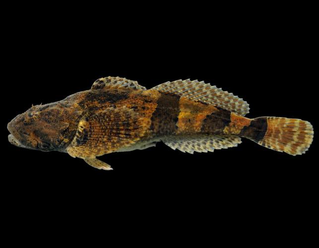 Banded sculpin side view photo with black background