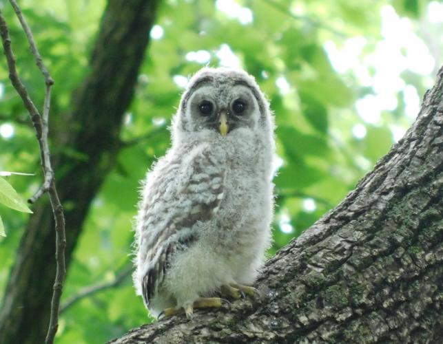 Photo of a juvenile barred owl perched on a walnut branch.