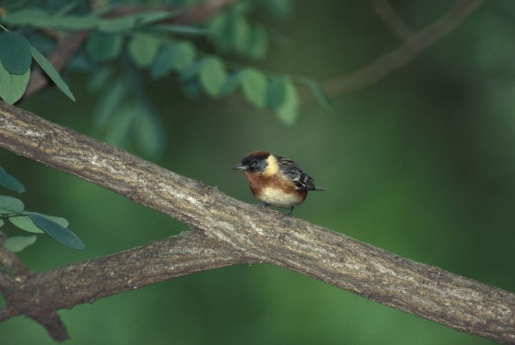 male bay-breasted warbler