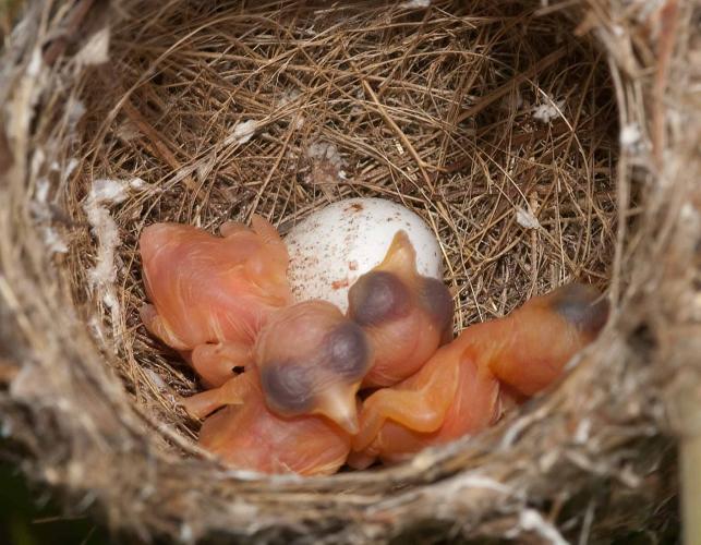 Photo of a Bell's vireo nest with newly hatched young