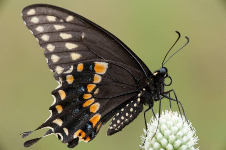 Black Swallowtail perched with wings closed