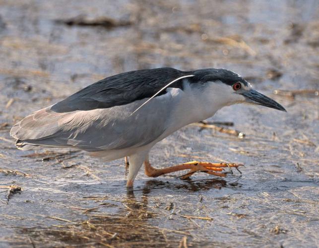 Photo of a black-crowned night-heron walking in shallow water.