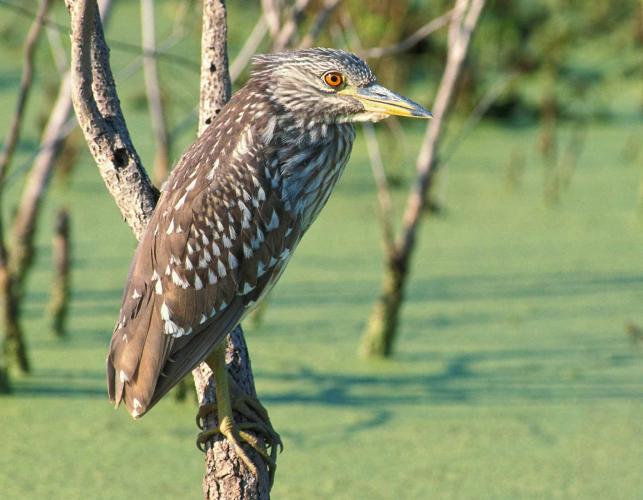 Photo of a black-crowned night-heron juvenile perched on a branch.