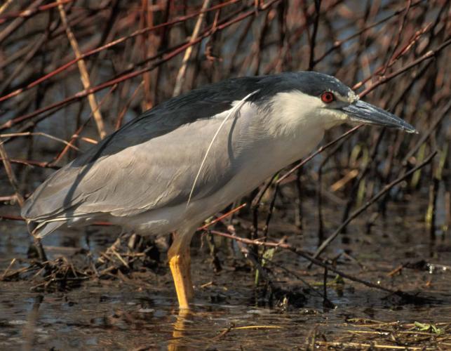 Photo of a black-crowned night-heron with long head plume showing.