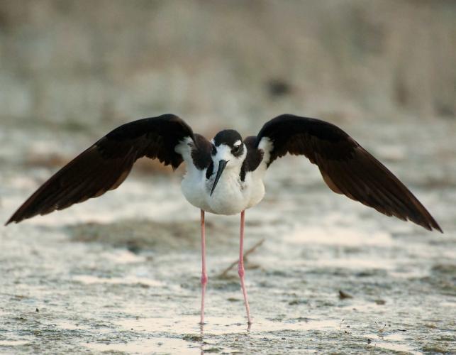 Male black-necked stilt performing courtship display on mudflat, wings extended and arched
