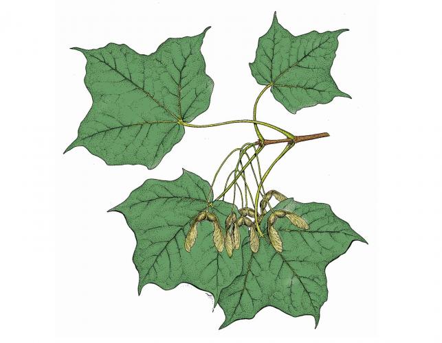 Illustration of black maple leaves, twigs, fruit