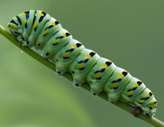 Black swallowtail caterpillar resting on a plant stalk