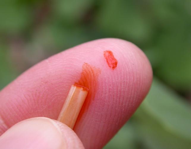 Photo of a cut bloodroot stem leaking orangish sap onto a person's finger.