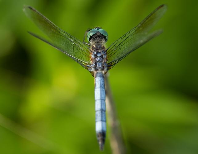 Male blue dasher dragonfly perched on a twig