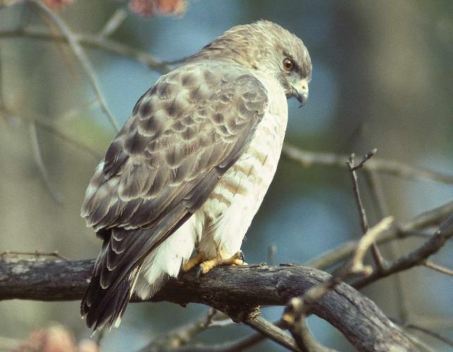 Photo of a broad-winged hawk perched on a branch.