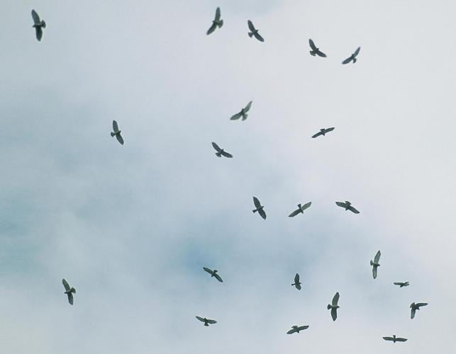 Photo of 22 broad-winged hawks soaring in the sky.