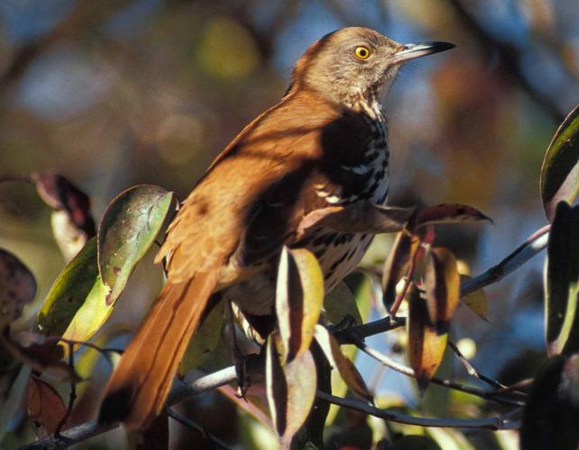 Photo of a brown thrasher lurking in a tree.