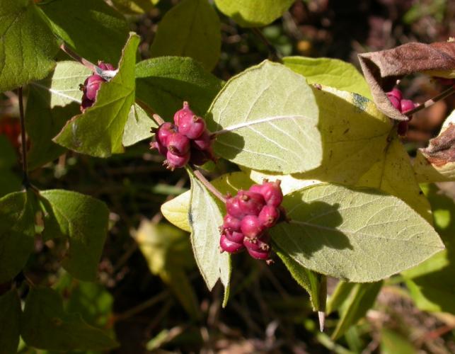 Buckbrush fruits and undersides of leaves