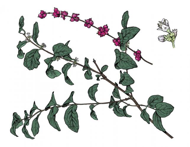 Illustration of buckbrush leaves, flowers, fruits