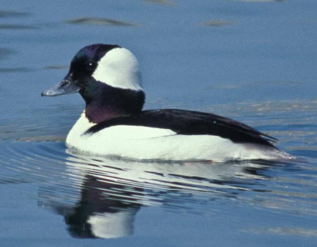 Photo of a male bufflehead duck floating on water
