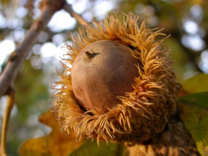 Photo of a bur oak acorn attached to the tree