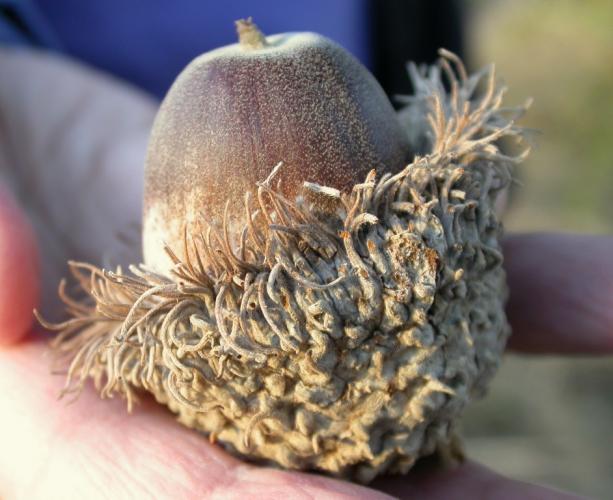 Photo of a bur oak acorn held in the palm of a hand