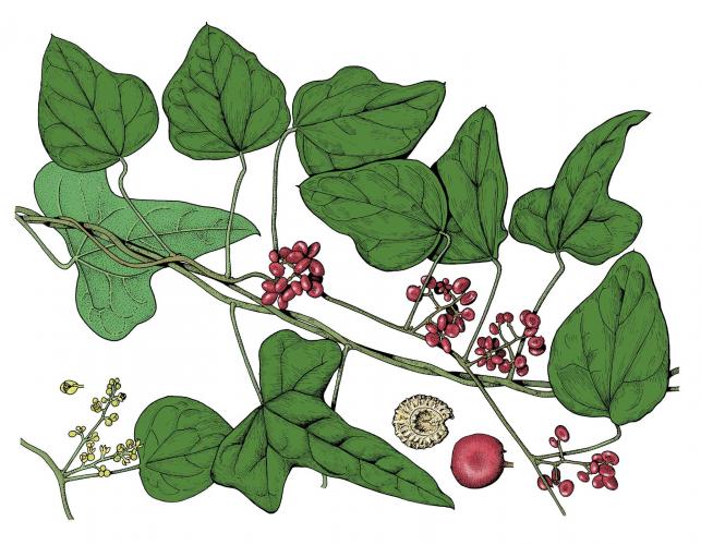 Illustration of Carolina moonseed leaves, flowers, fruits