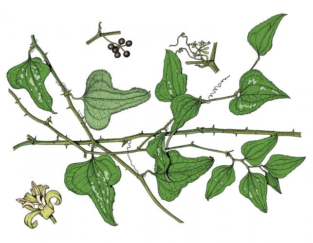 Illustration of catbrier leaves, flowers, fruits