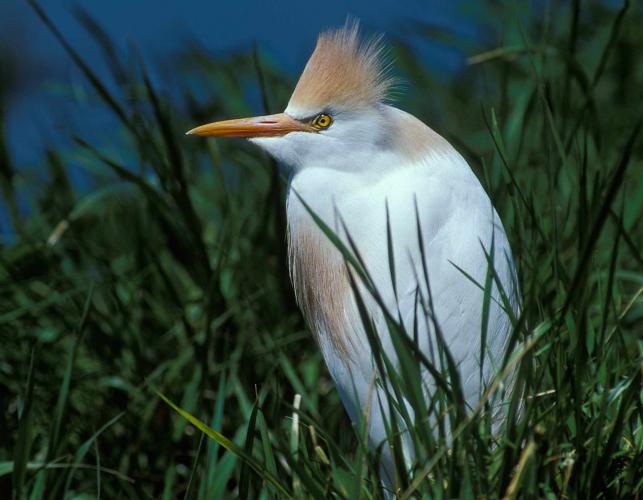 Photo of a cattle egret