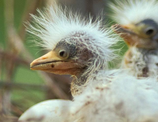 Photo of cattle egret chicks, closeup