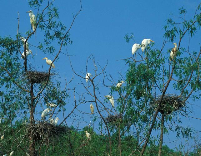 Photo of a cattle egret breeding colony