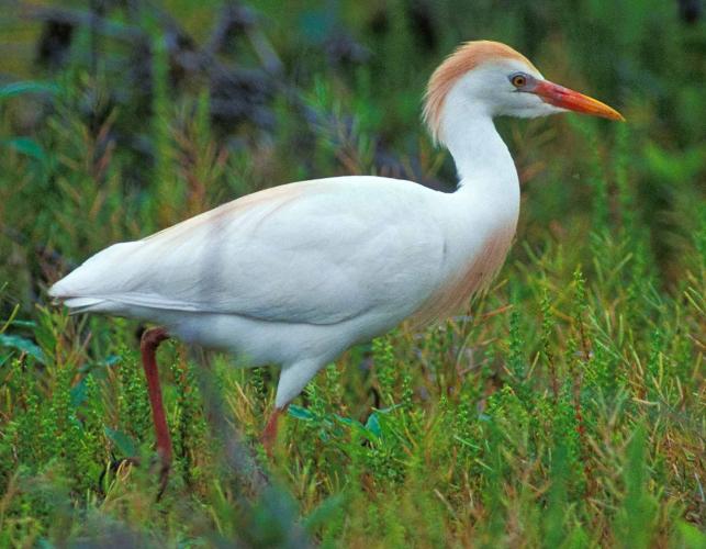 Photo of a cattle egret in high breeding plumage