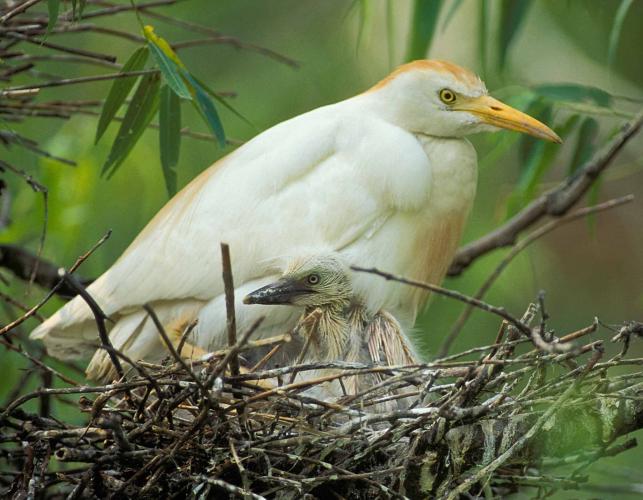 Photo of a cattle egret and young on nest
