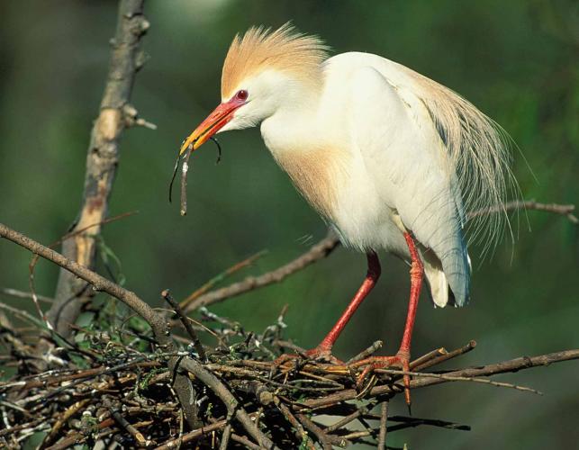 Photo of a cattle egret in high breeding plumage adding a stick to its nest