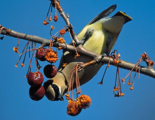 Photo of a cedar waxwing, upside down on a branch, eating berries.