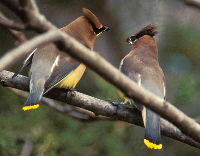 Photo of two cedar waxwings, perched on a branch.