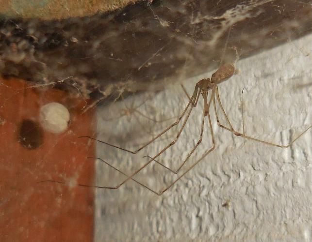 Photo of a cellar spider in her cobweb with egg sac