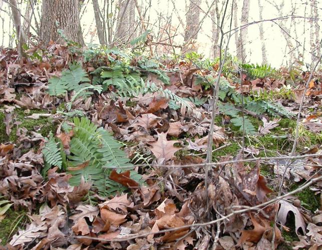 Photo of a Christmas fern colony on a fall-leaf-covered slope along Gans Creek