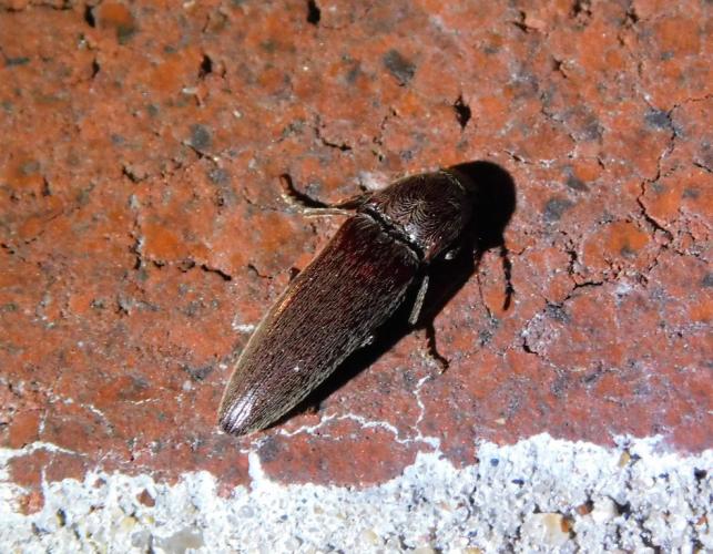 Click beetle resting on a brick wall
