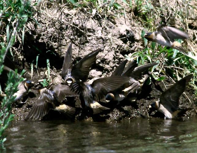 Photo of several cliff swallows gathering mud at the side of a stream or pond.