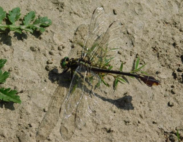 Cobra clubtail dragonfly perched on sandy ground
