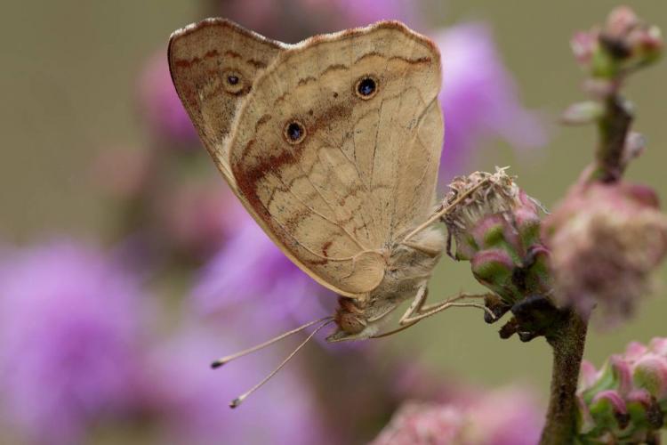 Common buckeye nectaring on flowers, wings folded and hiding forewing eyespots